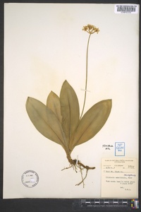 Clintonia umbellulata image