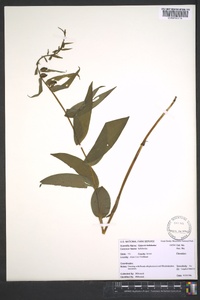 Epipactis helleborine image