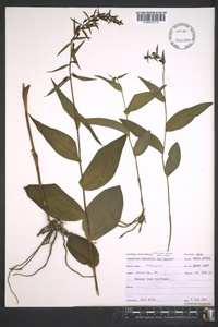 Epipactis helleborine image