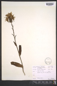 Platanthera ciliaris image