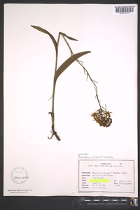 Platanthera ciliaris image