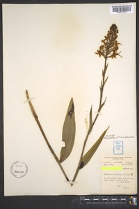 Platanthera ciliaris image