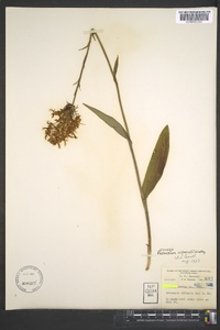 Platanthera ciliaris image