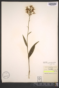 Platanthera ciliaris image