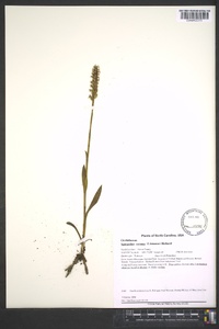 Spiranthes cernua image