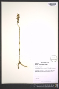 Spiranthes cernua image