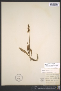 Spiranthes cernua image