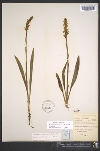 Spiranthes cernua image