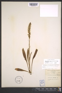 Spiranthes cernua image