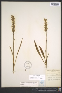 Spiranthes cernua image