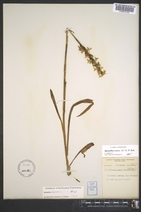 Spiranthes cernua image