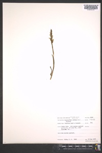 Spiranthes cernua image