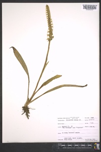 Spiranthes cernua image