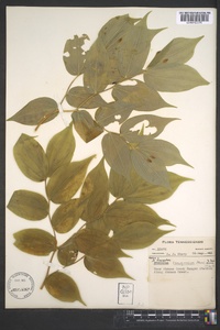 Prosartes lanuginosa image