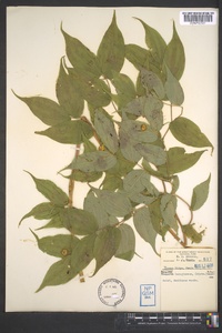 Prosartes lanuginosa image