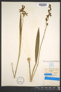 Calopogon tuberosus image