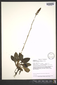 Goodyera pubescens image