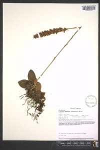 Goodyera pubescens image