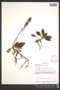 Goodyera pubescens image