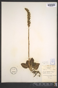 Goodyera pubescens image