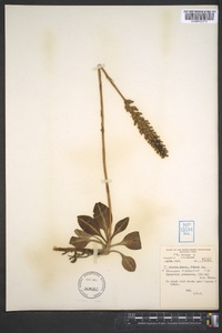 Goodyera pubescens image