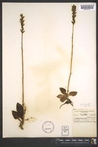 Goodyera pubescens image