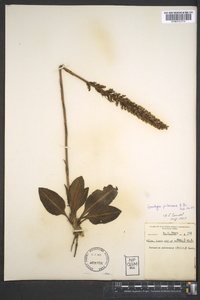 Goodyera pubescens image