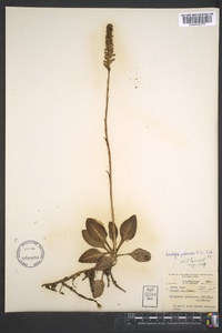 Goodyera pubescens image