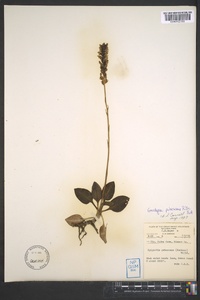 Goodyera pubescens image