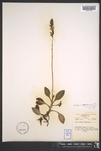 Goodyera pubescens image