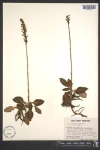 Goodyera pubescens image