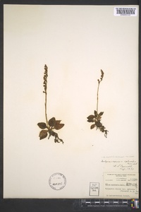 Goodyera repens image