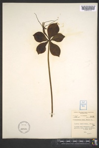 Isotria verticillata image