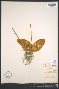 Liparis liliifolia image