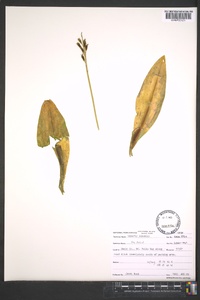 Liparis loeselii image