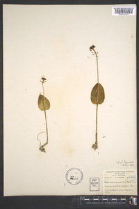 Malaxis unifolia image