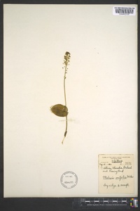 Malaxis unifolia image