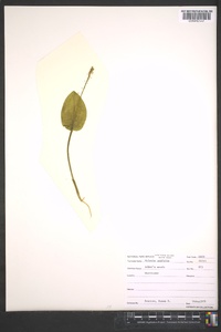 Malaxis unifolia image