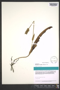 Platanthera clavellata image