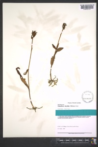 Platanthera clavellata image