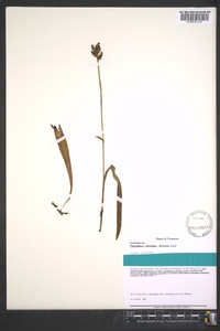 Platanthera clavellata image