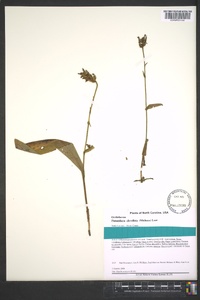 Platanthera clavellata image