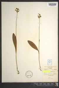 Platanthera clavellata image