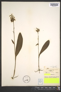 Platanthera clavellata image