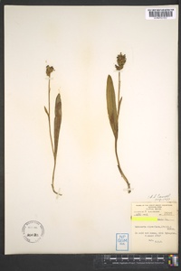 Platanthera clavellata image