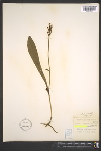 Platanthera clavellata image