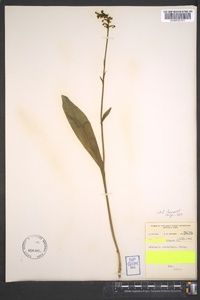 Platanthera clavellata image