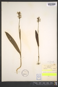 Platanthera clavellata image