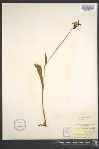 Platanthera clavellata image