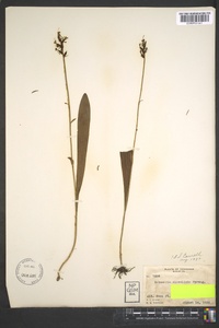 Platanthera clavellata image